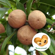 Sapota Plants